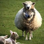 Exposing Ravening Wolves in Sheep’s Clothing