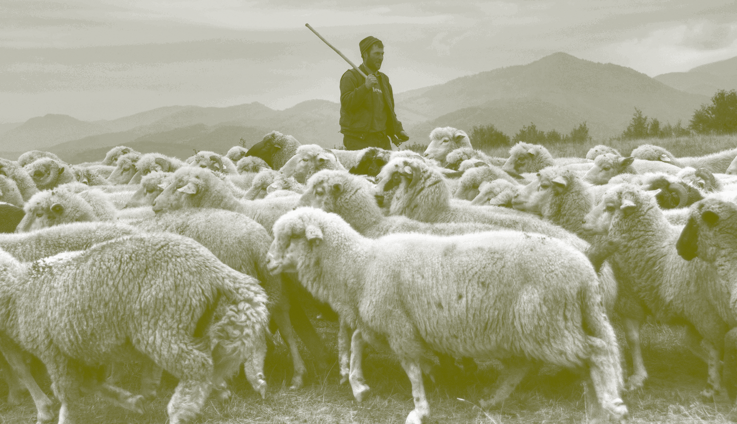following the shepherd following the shepherd